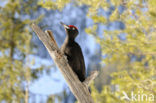 Zwarte Specht (Dryocopus martius)