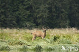 Mule deer (Odocoileus hemionus)