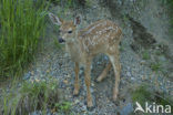 Mule deer (Odocoileus hemionus)