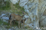 Mule deer (Odocoileus hemionus)