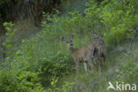 Mule deer (Odocoileus hemionus)