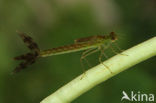 Shy Emerald Damselfly (Lestes barbarus)