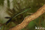 Shy Emerald Damselfly (Lestes barbarus)