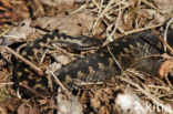 Adder (Vipera berus) 