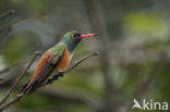 Amazilia Hummingbird (Amazilia amazilia)