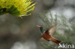 Amazilia Hummingbird (Amazilia amazilia)