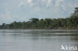Amazone