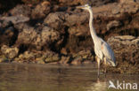 Amerikaanse blauwe reiger (Ardea herodias)