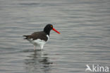 Amerikaanse Bonte Scholekster (Haematopus palliatus)