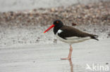 Amerikaanse Bonte Scholekster (Haematopus palliatus)