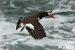 Amerikaanse Bonte Scholekster (Haematopus palliatus)