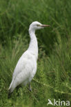 Snowy egret (Egretta thula)