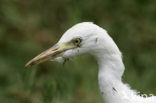 Snowy egret (Egretta thula)