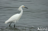 Snowy egret (Egretta thula)