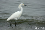 Snowy egret (Egretta thula)