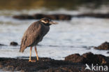 Yellow-crowned Night-Heron (Nyctanassa violacea)