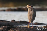 Yellow-crowned Night-Heron (Nyctanassa violacea)