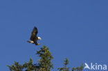 Amerikaanse Zeearend (Haliaeetus leucocephalus)