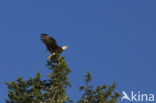 Amerikaanse Zeearend (Haliaeetus leucocephalus)