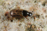 Aphodius contaminatus