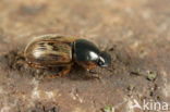 Aphodius contaminatus