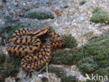 Aspisadder (Vipera aspis)