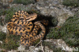 Aspisadder (Vipera aspis)