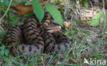 Aspisadder (Vipera aspis)