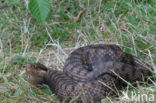 Aspisadder (Vipera aspis)