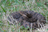 Aspisadder (Vipera aspis)