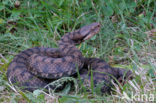 Aspisadder (Vipera aspis)