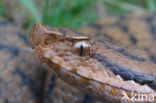 Aspisadder (Vipera aspis)