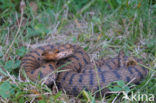 Aspisadder (Vipera aspis)