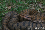 Aspisadder (Vipera aspis)