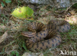 Aspisadder (Vipera aspis)