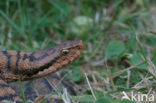 Aspisadder (Vipera aspis)