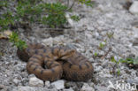 Aspisadder (Vipera aspis)