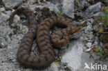 Aspisadder (Vipera aspis)