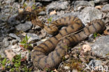 Aspisadder (Vipera aspis)