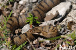 Aspisadder (Vipera aspis)