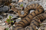 Aspisadder (Vipera aspis)