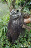 Beard Lichen (Usnea)