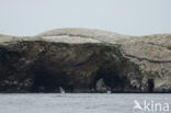 Paracas National park