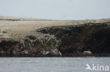 Ballestas eilanden