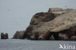 Paracas National park