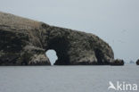 Paracas National park