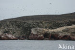 Paracas National park