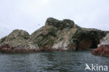 Paracas National park
