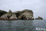 Paracas National park