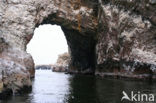 Paracas National park